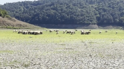 İstanbul'da Alibey Deresi'ne bağlanan göl kurudu