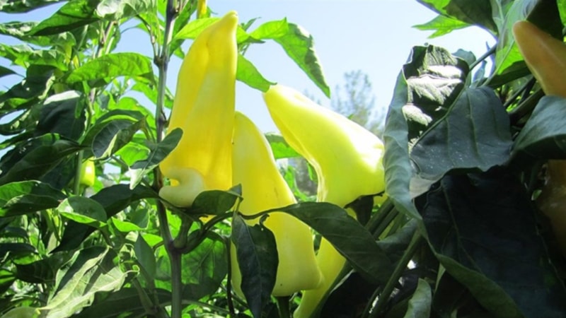 Ürün tarlada satıldı! Denizli'de Kale biberi hasat ediliyor