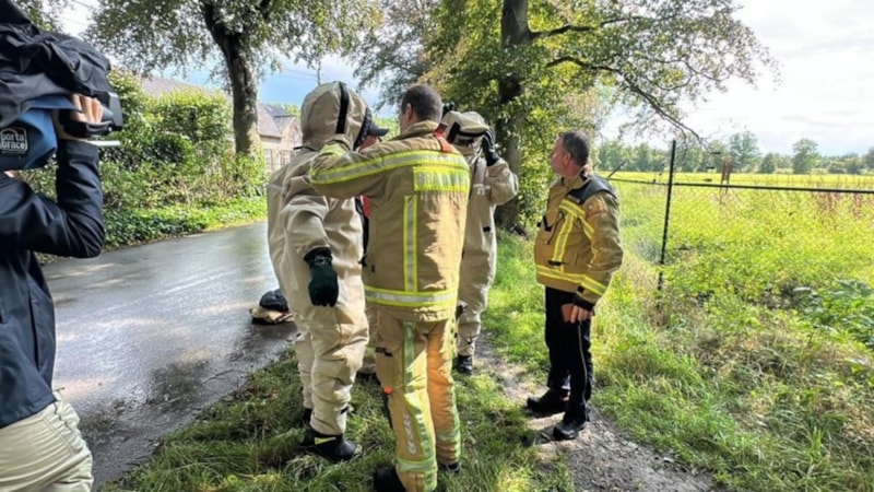 Belçika'da arı saldırısı: Çok sayıda kişi hastanelik oldu