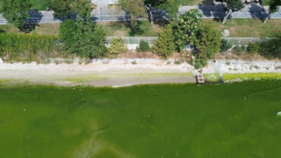 İstanbul'da Florya sahili yeşile döndü: Sağlık açısından uygun değildir