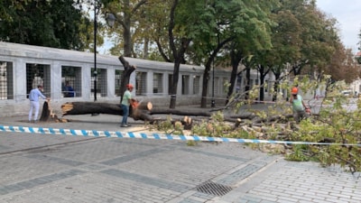 İstanbul'da ağaç devrildi! Turistler ölümden döndü