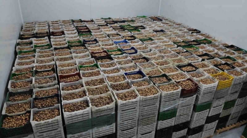 TARİŞ Aydın'da kuru incir fiyatlarını güncelledi