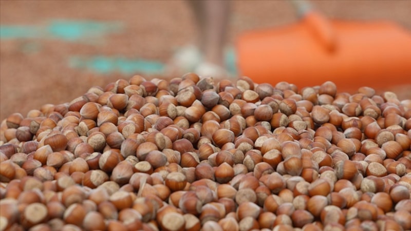 Türkiye'den Almanya'ya fındık ihracatı 85 bin tonu aştı