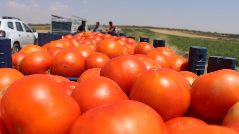 Yaş meyve sebze ihracatında tarihi rekor