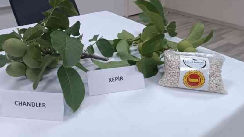 Denizli'de fasulye ve cevizin fiyatları kesinleşti