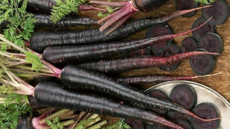 İçen doktor yüzü görmüyor! Siyah havuç suyunun faydaları şaşırtıyor