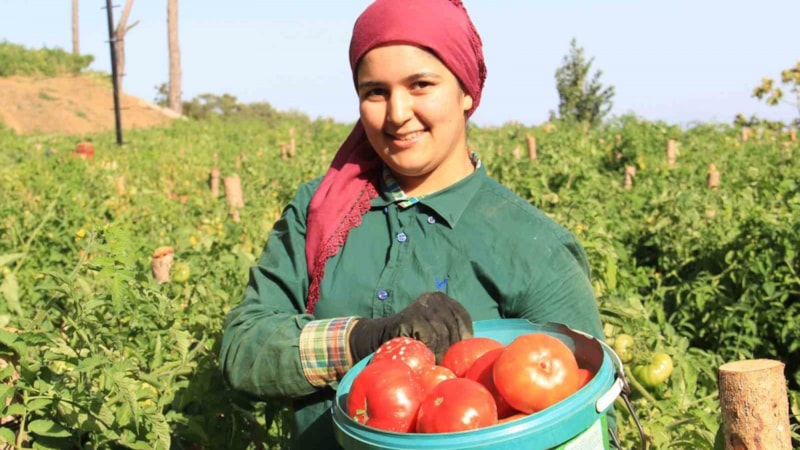Aydın'dan kiraz ve domates ihracatında rekor