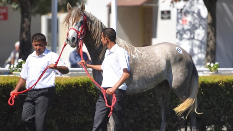 TİGEM'de tay satışından rekor gelir