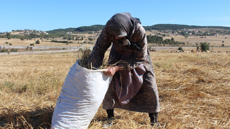 Karabüklü Radiye Teyze, ilerlemiş yaşında tarım ve hayvancılıkla uğraşıyor