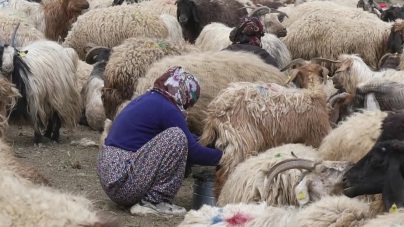 Yöresel hayvancılık projelerine 2023'de 11,1 milyon liralık hibe verilecek