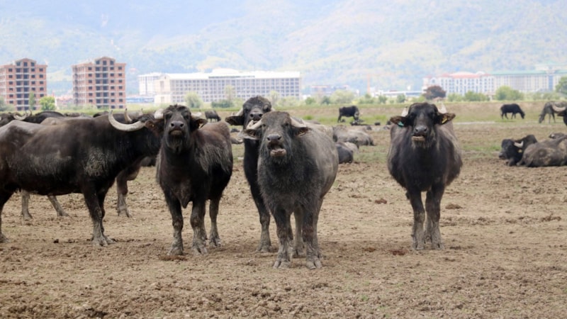 Türkiye'nin hayvan sayısı arttı! 30 yılda 194 milyon artış