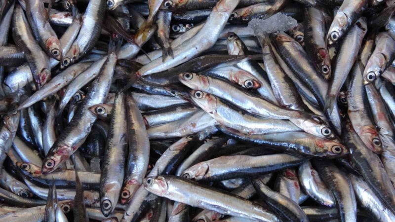 Yozgat'ta balığa olan ilgi eti solladı