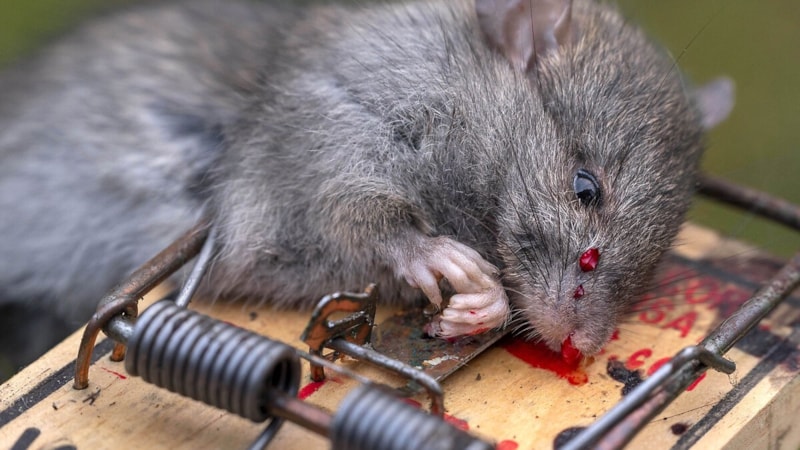 İspanya'da hayvanlara karşı yeni ceza kanunu! Fare öldürene hapis cezası verilecek