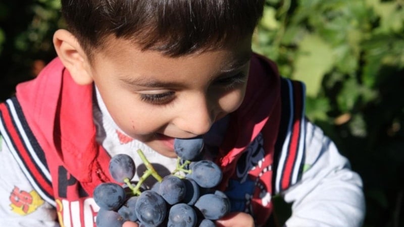 Erzincan'ın Cimin üzümünün faydaları saymakla bitmiyor