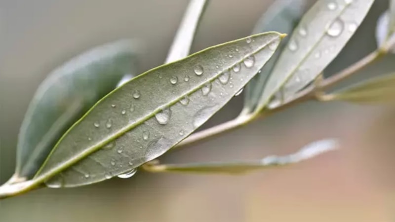 40 gün boyunca suyunu için, şeker hastalığını e-Nabız'dan silin