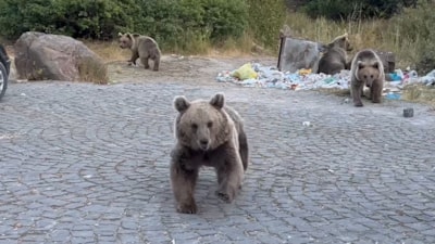 Bitlis'te ayıları elleriyle beslediler! Saldırılarına aldırış etmeden fotoğraflarını çektiler