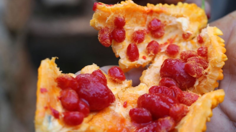 Görüp de almayan bin pişman! Adı gibi kudretli; Bir tek ölüme çaresi yok...