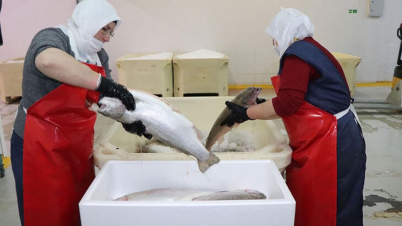 Geçen yıl 103 ülke Türkiye'den somon aldı