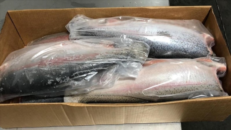 Doğu Karadeniz'in su ürünleri ihracat geliri arttı