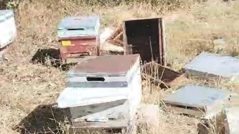 Van'da ayılar arı kovanlarına saldırdı! Binlerce arı öldü...