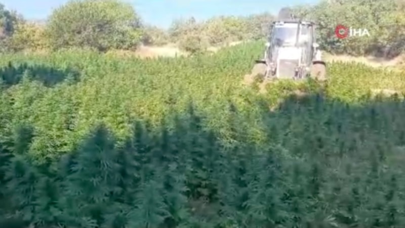 Diyarbakır'da 121 kilo esrar, 350 bin kenevir ele geçirildi