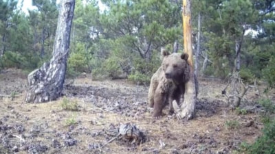 Kütahya'da boz ayının keyif anları görüntülendi