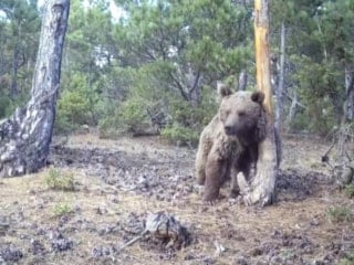 Kütahya'da boz ayının keyif anları görüntülendi