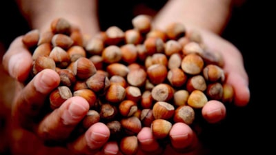 Giresun'da fındık alımı  serbest piyasada 107 lira