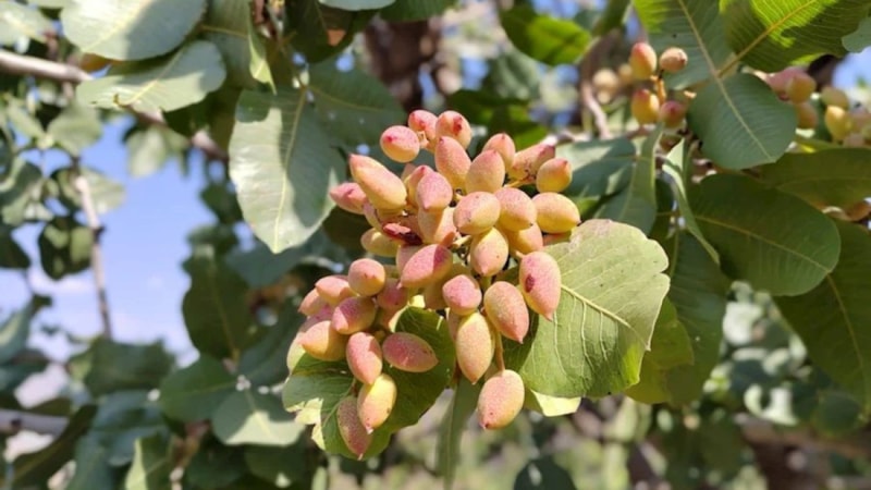 Bitlis’in Hizan ilçesinde fıstık hasat ediliyor