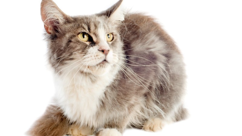 Kedilerin okuyunca şaşkına döneceğiniz 8 özelliği