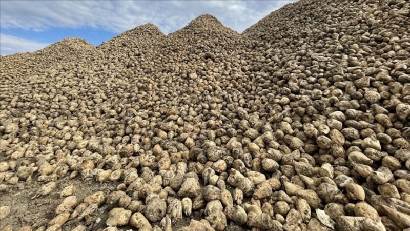 Bakan İbrahim Yumaklı şeker pancarı alım fiyatını açıkladı