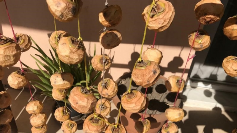 Denizli’nin Buldan ilçesinde cennet hurmaları kışa hazırlanıyor