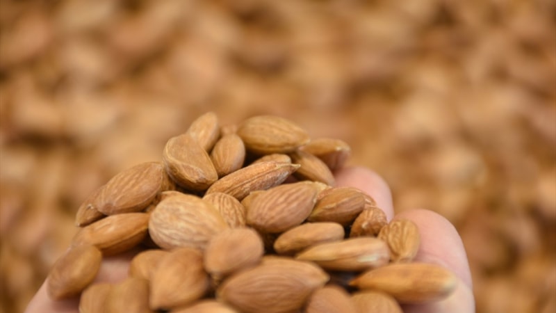 Malatya'ya kayısı çekirdeği ihracatından 11,5 milyon dolarlık gelir