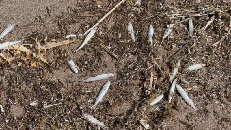 Elazığ Keban Baraj Gölü'nde İsrail sazanları karaya vurdu