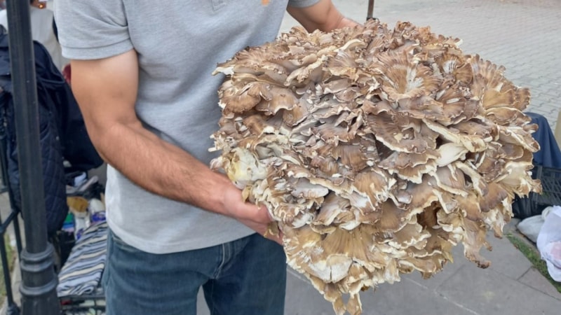 Sinop'ta kestane ararken 17 kiloluk dev mantar buldu