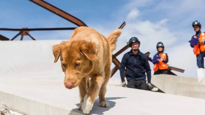 Hayvanlar gerçekten doğal afetleri tahmin edebilir mi