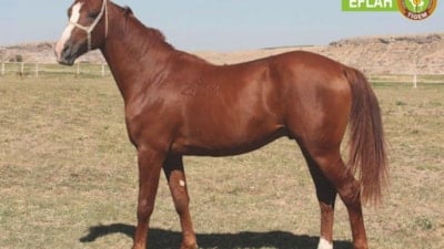 Yarış atı Özgünhan'ın yavrusu Eflah rekor fiyata satıldı
