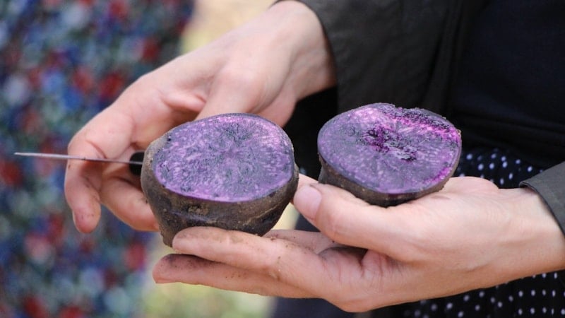 Erzurum'da üretilecek! Mor patates üretimi Anadolu'ya yayılıyor