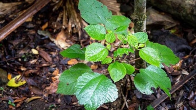 Şaka değil gerçek! Bu bitkiye dokunan intihar ediyor