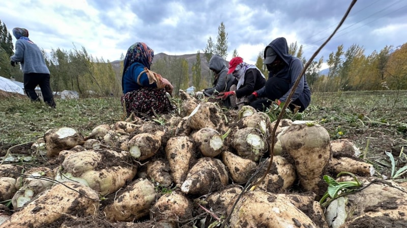 Çiftçiler desteklenecek! Yüksekova'da 30 yıl aradan sonra şeker pancarı hasadı