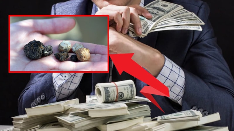 Gören zengin olacak! Kendi kendine yetişiyor, kilosu tam 3 bin euro…