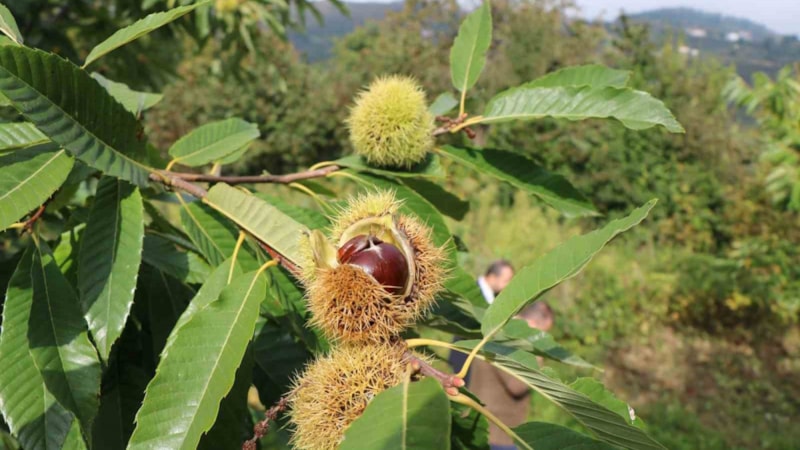 Samsun’da defneden 16,5 milyon, kestaneden 2,4 milyon TL gelir