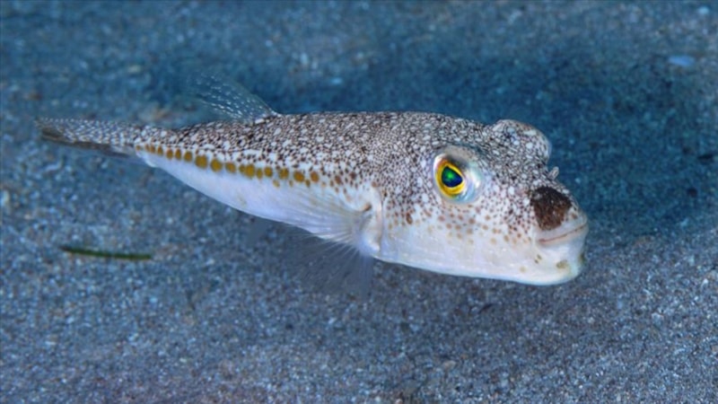 Uzmanlar uyardı: Akdeniz'deki balon balıklarını yemeyin