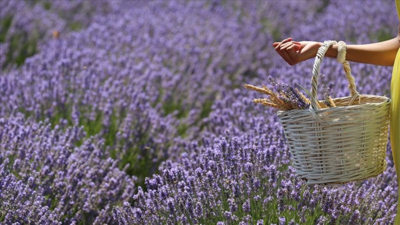 TÜİK: Bitkisel üretim bir önceki yıla göre artacak