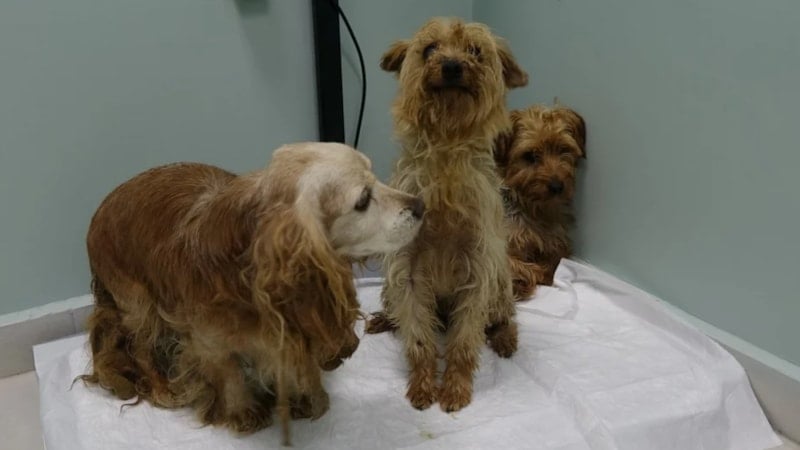 Bursa'da merdiven altı köpek üretimi! 3 cnis köpek sokağa terk edildi: Bu kirli ticarete alet olmayın