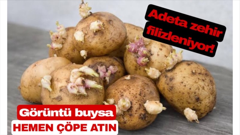Filizli değil zehirli! Patateslerde çıkıyor, vücudu perişan ediyor