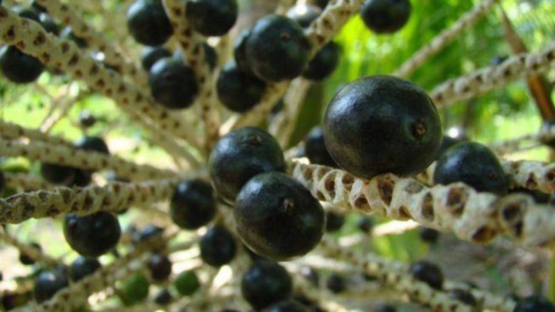 Kansere şifa oluyor! İşte faydaları saymakla bitmeyen o mucizevi meyve...