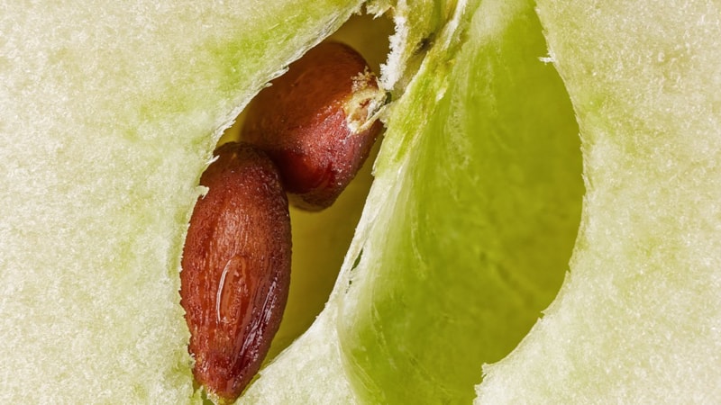 Çekirdeğinde siyanür var! Yutmanız ölümcül olabilir...