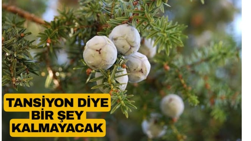 İçen tansiyonu defliyor! Bu bitkideki şifa inanılmaz