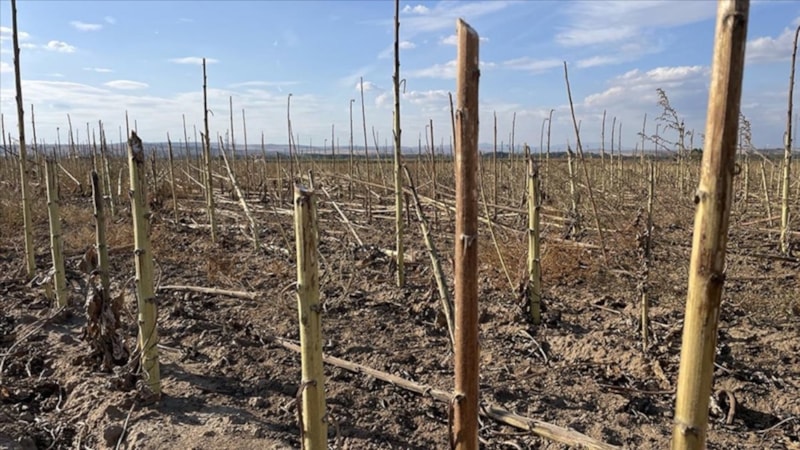 Sapından bile para kazandıracak! Trakyalı çiftçi resmen yaşadı...